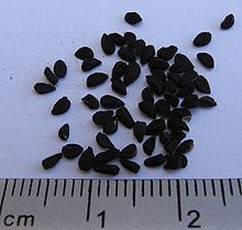 black-seed.jpg